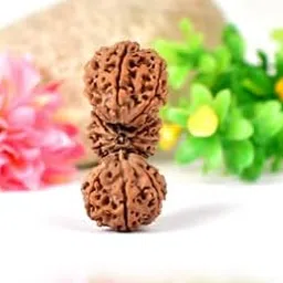 USPTO Best Tribhagi Rudraksha Original Certified with Standrd Size Attractive Color Auspicious Trijuti Nepali Rudraksha गौरीपाठ रुद्राक्ष Trinity Tri-Shakti Hindu Prayer Bead त्रिभागि-image-3