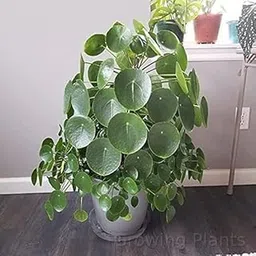 Live Chinese Money Plant Pilea Peperomioides Indoor Plant Live pack of 1 With Black Pot 3 Inch-image-24