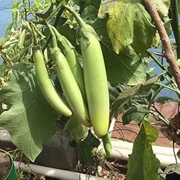 VIBEX™ RDX-1079-Green BRINJAL Long Seeds-image-13