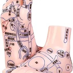 MERISHOPP 2Pcs Human Foot Model Practical Clear Words Learning Tool Foot Massage Model-picture-21