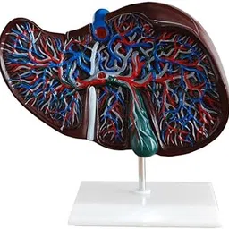 Liver Section & Gallbladder Model Life size|Made of PVC|17 features marked|Mounted on base with stand.-image-43