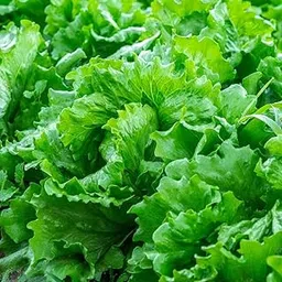 Lettuce Seeds for Home Garden, 50 Seeds, Organic Vegetable Seeds for Pots and Patio Planting-image-16