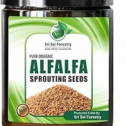 SRI SAI FORESTRY - Organic Alfalfa Seeds for Sprouting 2000 Seeds | Perfect for Sprouting Microgreens, Premium Alfalfa Sprout Seeds, Non-GMO-image-9