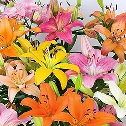 Lilium Flower Bulbs Hybrid (Mix 10)-picture-23