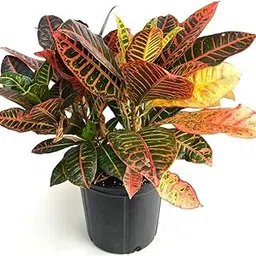 GREEN PARADISE Croton Petra Live Plant Codium Includes Nursery Grower's Bag/Pot(Pack Of One Healthy Plant) (OUTDOOR, CROTON)-picture-26