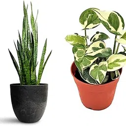 Air purifying plants for bedroom, Combo of 2 Money and Snake Plant, Best for Living Room, Kitchen, Bedroom, & Office Table (Pack of 2 live plant)-image-65