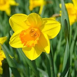 Live Green Daffodils Yellow Flower Bulbs - Pack of 1 Bulb-image-72