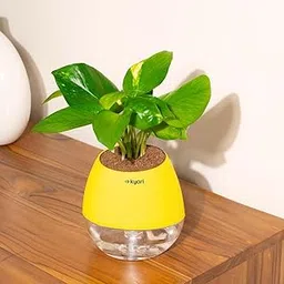 Kyari Money Variegated Indoor Live Plants with Yellow Self Watering Pot - Oval Pot 4 Inch-picture-27