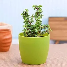 Mphmi Plant Elephant bush plant Portulacaria afra Jade plant (Green) - Succulent Plant Elephant Bush plant Dwarf Jade Small Leaf Jade plant Porkbush-picture-31