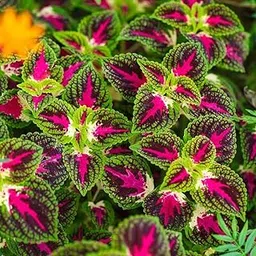 Haritadhara Coleus Multicolor Flower Seeds 50 Each Pkt Flower Seeds For Home Gardening Multi-Qty Packs (1 PKT)-picture-17