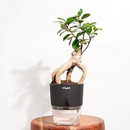 KYARI Microcarpa Ficus Bonsai Live Plant with Black Self Watering Pot - Small 4 Inch-image-13