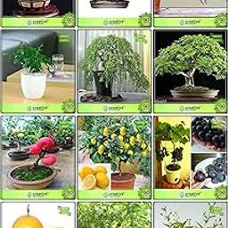 Creative Farmer Gardening Combo Fruit Bonsai Suitable & Bonsai Suitable : Jacaranda, Flame Tree, Murrayya Exotica, Peltophorum, French Tamarind, Har Singar, Lemon Guava, Apple, Lemon Seeds, Grape, Passion Fruit - Yellow, Passion Fruit - Violet For Gardening-picture-17