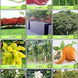 Creative Farmer Gardening Combo Fruit & Fruit : Grape, Papaya, Passion Fruit - Yellow, Giant Guava, Bamboo, Phoenix Dactylifera, Gulmohar, Orange Jessamine, Albizia Saman, Nerium, Guava, Pomagranate For Gardening-image-3