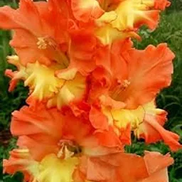 Oakwood Farms Imported Gladiolus Double Color Flower Bulbs (Pack Of 5 Bulbs) Orange & Yellow-picture-18