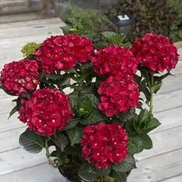 ROYAL LAND Super Bushy Hydrangea macrophylla Cherry-Go-Round hydrangea 1 Live Healthy Plant for Home Garden-picture-24