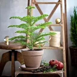 Live Christmas Plant – 2 Feet | Real Amazing Christmas plant | Festive Christmas Plant for Home Décor | Pack of 1-picture-24