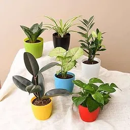 NCR Winter Plants Top 6 plants for healthy lifestyle Rubber Tree, Rubber Plant, Ficus elastica Chlorophytum, Spider Plant Syngonium variegated Sansevieria trifasciata Hahnii-image-33