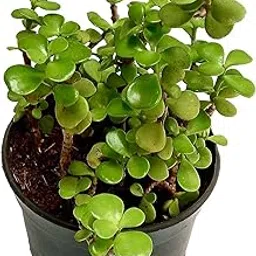 EverSneh Live Jade Plant in Pot, Live Indoor Money Tree Succulent, Good Luck Plant for Home and Office Plant With Pot-image-40