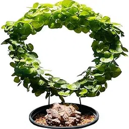 TRENDIVIBE Heart-Shaped Metal Climbing Climbing Structure Trellis Iron Frame for Potted Monstera & Dioscorea Indoor Decorative Stand Average Size Black Circle Medium-picture-17