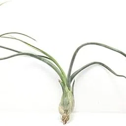 Mphmi Plants Air Plant, Tillandsia pseudobelayi - Plant Garden Live Plant Nursery Indoor Outdoor Living Plants?-image-0