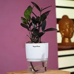 Hug A Plant | Zamioculcas Raven/Black ZZ Plant (Zamioculcas zamiifolia) - Live Plant (With 4 Inch|10cm Self-Watering Pot & Plant) (White)-image-31