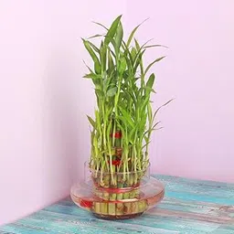 FlowerAura Decorative Three Layer Good Lucky Green Bamboo Live Indoor Plant With Round Shape Glass Pot Vase For Living Room, Table Corner, Balcony, Bedroom, Office/Home Decoration (Same Day Delivery)-picture-33