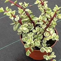NurseryNature Portulacaria Afra Varigata-picture-28