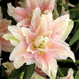 DUYZGRO® Imported Double Orintel Lily Flower Bulbs for Home Gardening Pack of 1 Bulbs (CREAM)-picture-17