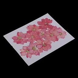 Club Bollywood®12 Pcs Pressed Flowers Dried Larkspur Real Pressed Dried Flowers DIY Pink|Crafts | Home Arts & Crafts |12 Pieces Pressed Flowers-picture-25