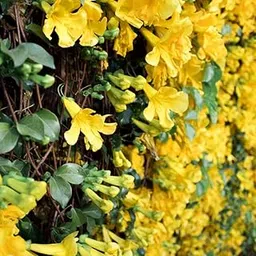 Indian Gardening Shade Provider Cats Claw Creeper | Hybrid Live Plant – Pergola Coverage | Decorative Creeper | Home Exterior-image-40