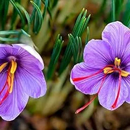 Earth Hopper 50+ Seeds- Purple Saffron Flower Saffron Crocus Floresling Seeds For Home Garden.-image-4