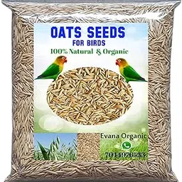 Evana Organic Premium Oats Dry and Clean Seeds for Birds | All Life Stages, Cockatoo, Grey Parrot, Parrots, Macaw, Finches, Budgies, Lovebirds, Cockatiels 1800 Grams-picture-19