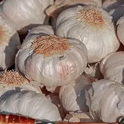 Easy-to-Grow Garlic Seeds for Home Garden - PACK OF 50-image-2