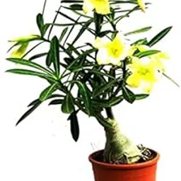 Mphmi Plants Amazingplant Adenium Yellow Desire(Grafted) - Adenium Lemon Ice, Adenium Obesum, Desert Rose Plant-image-13