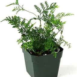 Davallia Tyermannii – Rabbit’s Foot Fern in Jiffy Size Pot | Rare Lacy Foliage with Fuzzy Rhizomes | Live Air Purifying Indoor Houseplant by RSP Home Decor-picture-16