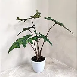 Alocasia Jacklyn Live Indoor Plant in Jiffy Pot | Rare Exotic Houseplant | Air Purifying Decorative Plant for Home & Office Décor | Unique Green Foliage with Dark Veins-image-15