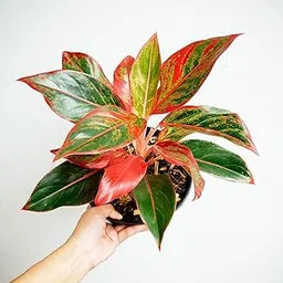 Live Aglaonema Red Lipstick Plant, Natural Live Indoor Plant with (7.5 cm Black plastick Pot)| Healthy Live Plant | For Home Gardaning, Office, Livingroom, Bedroom, Garden Decor (Pack of 1) A_3-picture-28