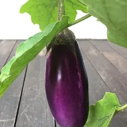 Willvine Smooth Skin Fresh brinjal-RXI-2N-picture-23