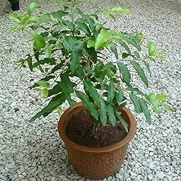 Green Paradise Putranjiva Live Herbal Plant Medicinal Plant Suitable for Bonsai Sapling Plant-picture-37