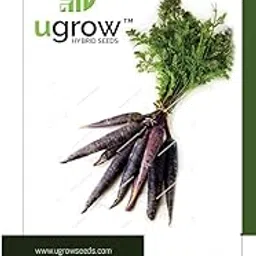 UGrow F1 Hybrid Black Carrot Vegetable Seed For Kitchen Gardening Pack Of 100 Above Seed-image-27