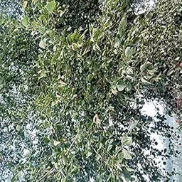 Fresh Rosewood Leaf | Seasame Ki Patti | 200 gram-picture-29