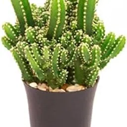 Fairy Castle Cactus Plant | Live Flower Cactus with Beautiful Growth | Ideal for Indoor Spaces | Four Seasons Tower Cactus for Home Decor | By AGH-picture-33