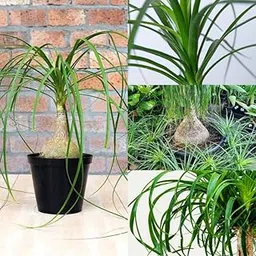 Nolina Plant, Beaucarnea Recurvata, Elephant's Foot, Ponytail Palm Live Plant, Indoor Plant, Decoration Indoor Plant (Pack of 1 Live Plant)-picture-13