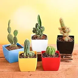 Mphmi Plants Top 5 Desert Warrior Echinopsis species cactus PlantAcanthocereus tetragonusa Notocactus Cacti Garden Live Plant Nursery Indoor Outdoor Living Plants-picture-25