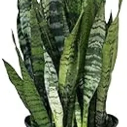 Golden Bloom Snake Plant | Good Luck Snake Plant | Snake plant indoor live plant| Snake plant | Office Desk Balcony | indoor plants for living room | indoor plant | snake plant-image-35