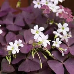 Ritz Farming� Good Luck Plant Lucky Clover Oxalis Flower Bulbs For Outdoor And Indoor Garden Pack of 4 Bulbs-picture-20