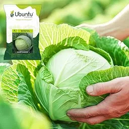 Kobi Seeds for Planting | Leafy Green | Gobi | Kitchen Garden Seeds | Cabbage Hybrid Seeds Vegetables | Home Garden Plants | Terrace Balcony Indoor Outdoor | Vegetable Seeds | Original Seeds (Binita)-image-8