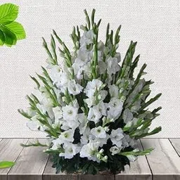 floranet White Grace Gladiolus of 20 Stem White Gladiolus For Condolence, Sympathy, Funeral (Same Day Delivery)-picture-22