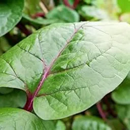 Red malabar spinach hybrid seeds,100% germination (250 seeds)-image-10