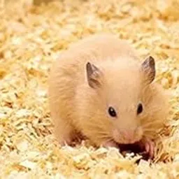 150grm Natural Wood Shaving Bedding for Hamster, Dwarf, Mice, Gerbil, Rabbit and Guinea Pig-picture-35